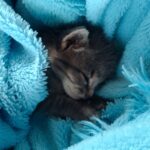 Скачать Котенок на пледе фото, карточка товара, скачать